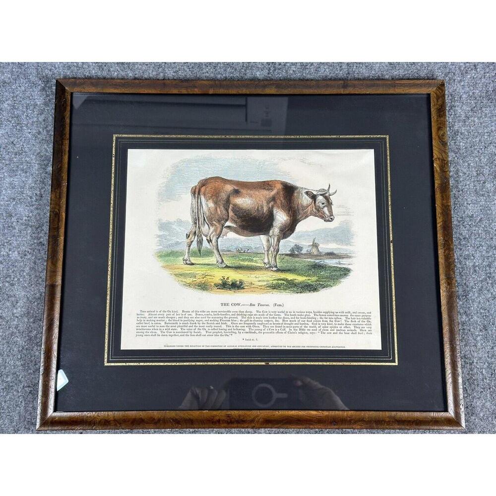 Antique Josiah Wood Whymper Hand Colored Wood Engraving  The Cow Natural History